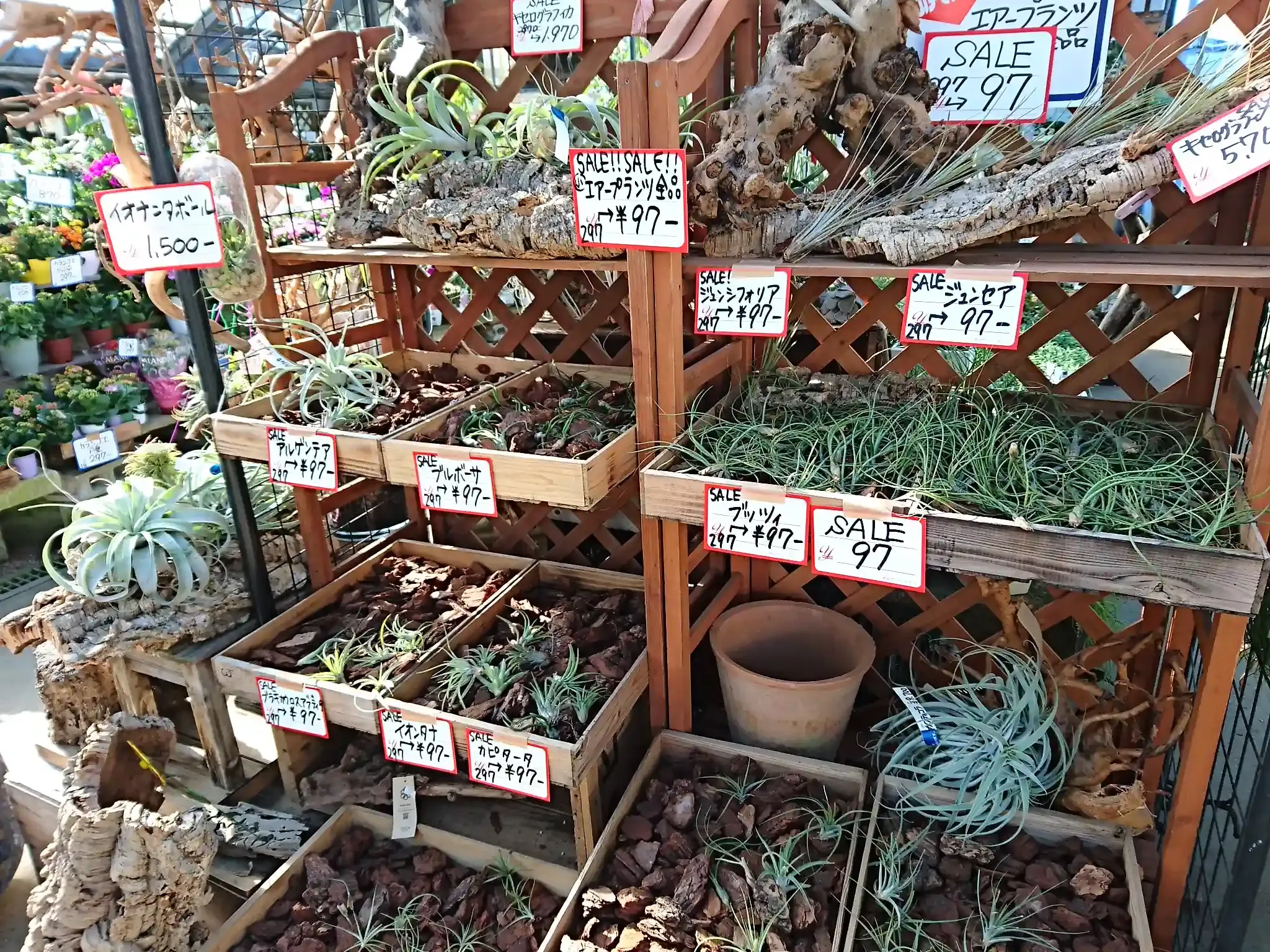 多肉植物 たくさん 売っ てる お店はどこ？見つけ方と選び方